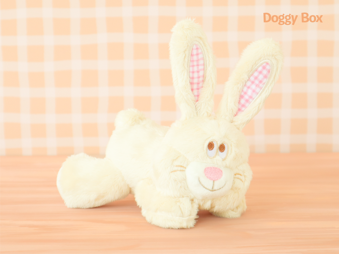 Doggy Box(small)