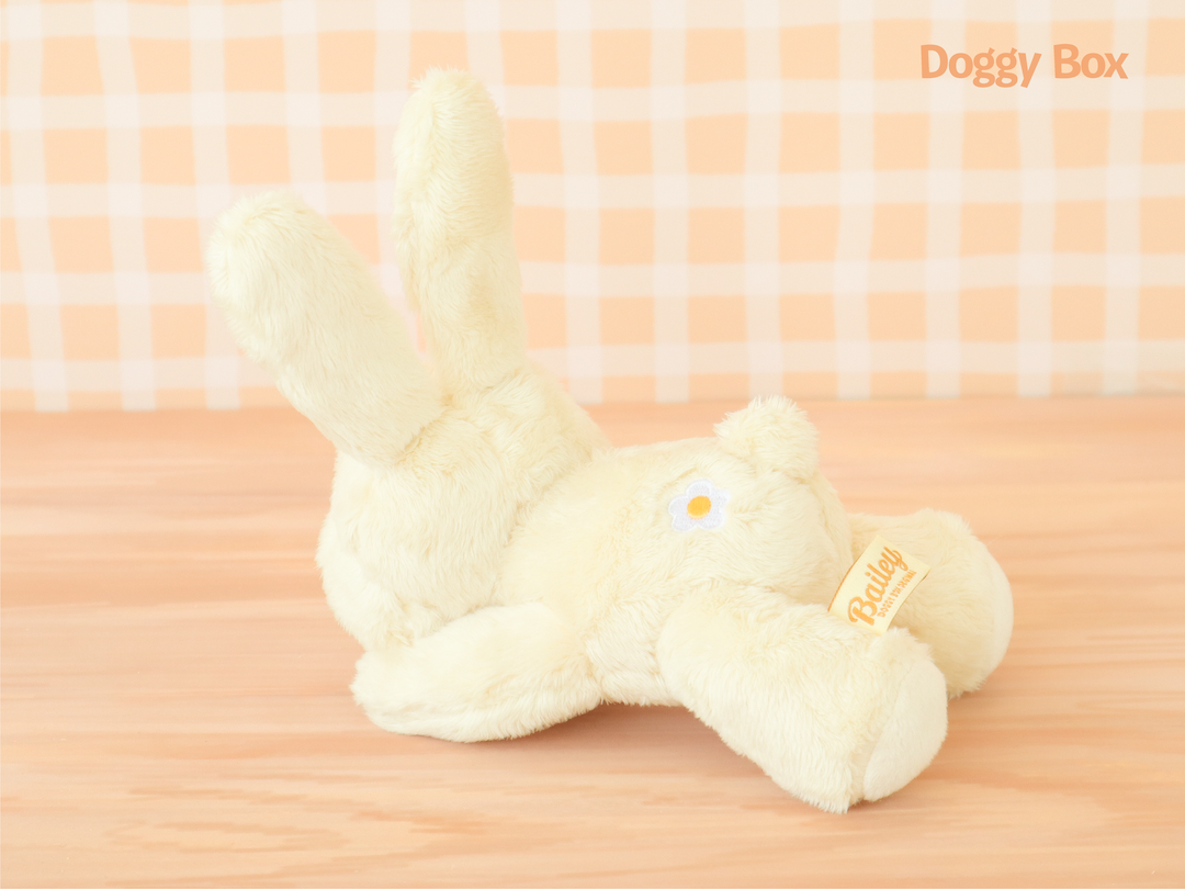 Doggy Box(small)